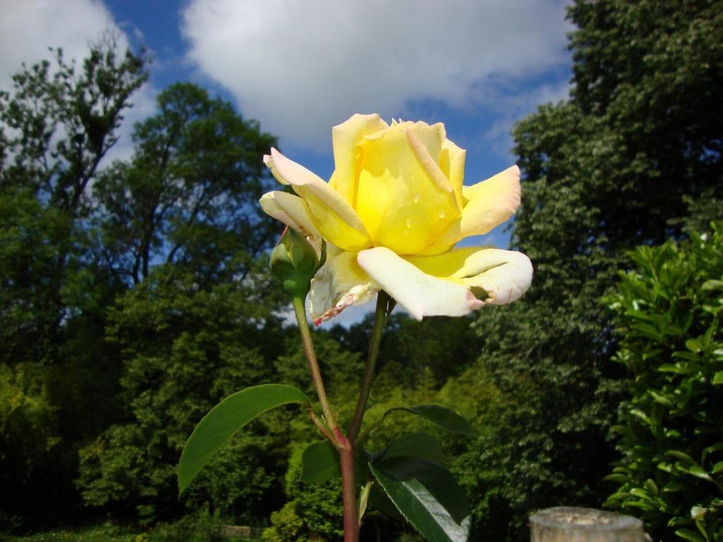Domaine De La Dame De Lauriere Bed & Breakfast Solignac Luaran gambar